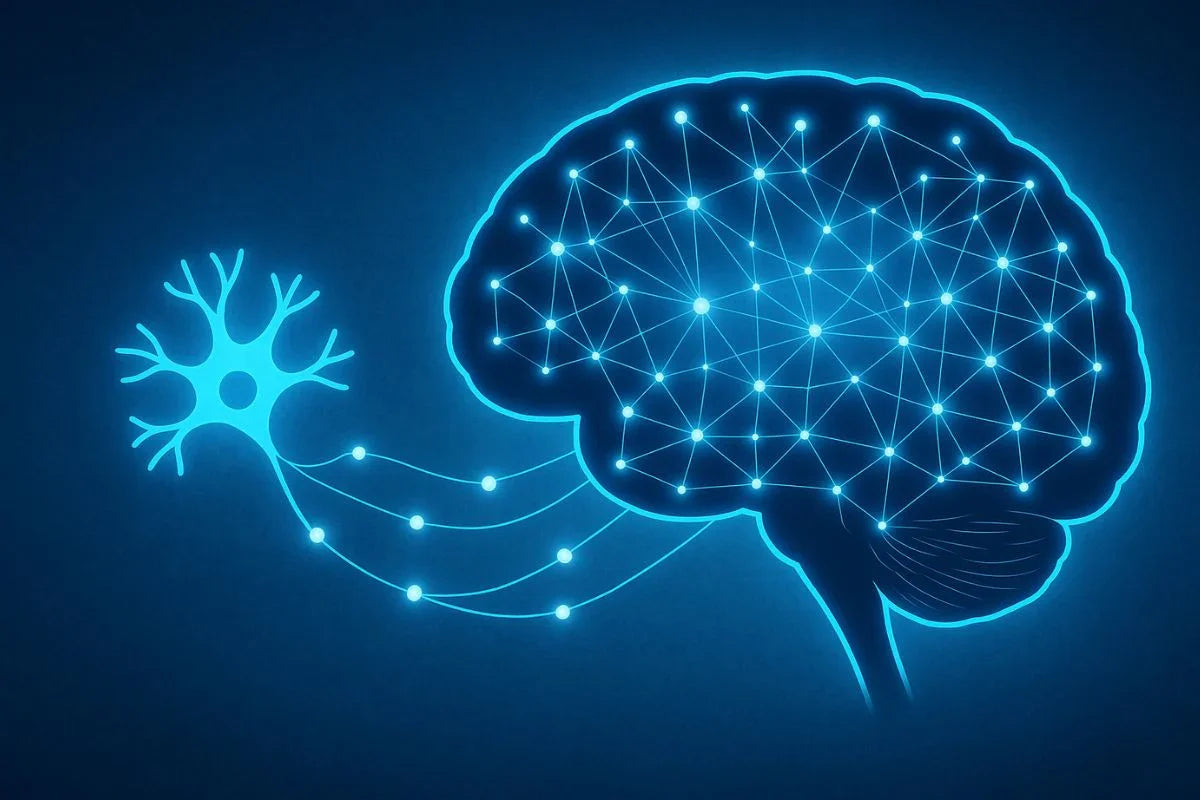 Agmatine sulfaat en het brein