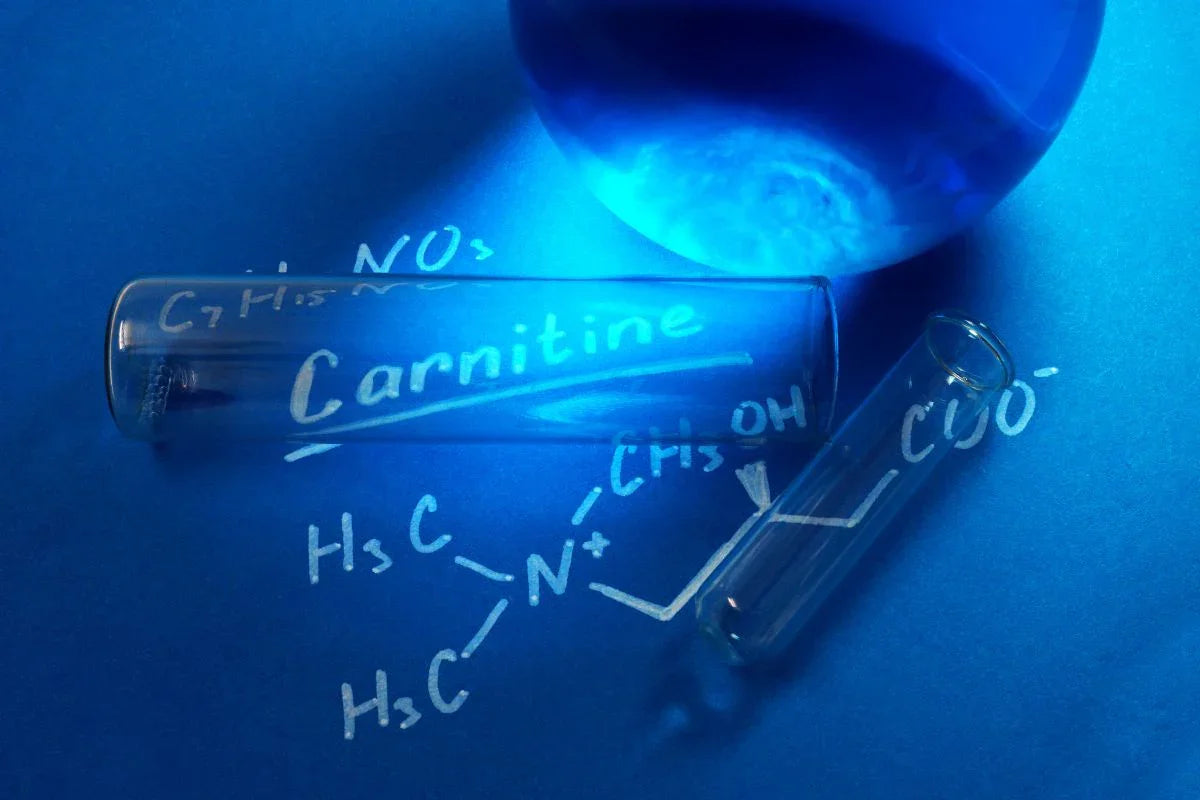 Welke vorm van carnitine is geschikt voor jou? - Ergomax