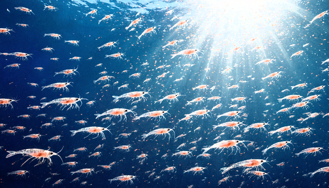 Zwerm krill in helder blauw oceaanwater