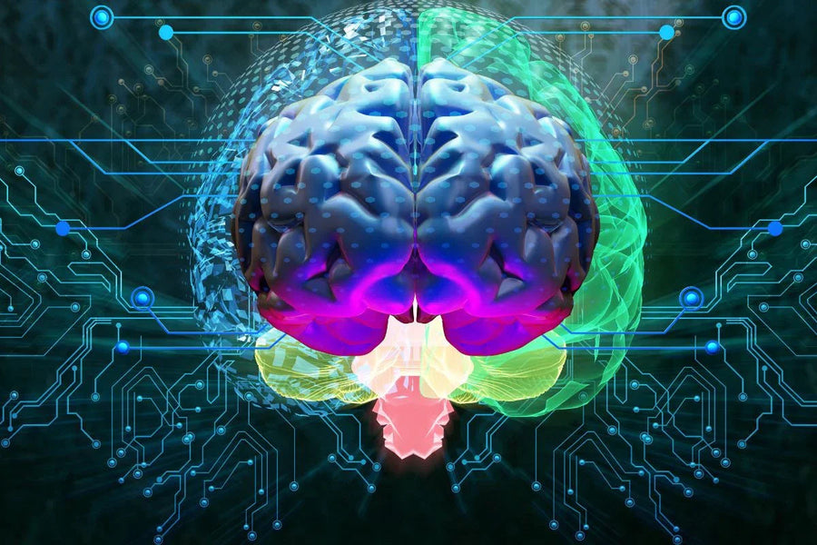 De supercomputer in je hoofd - Ergomax