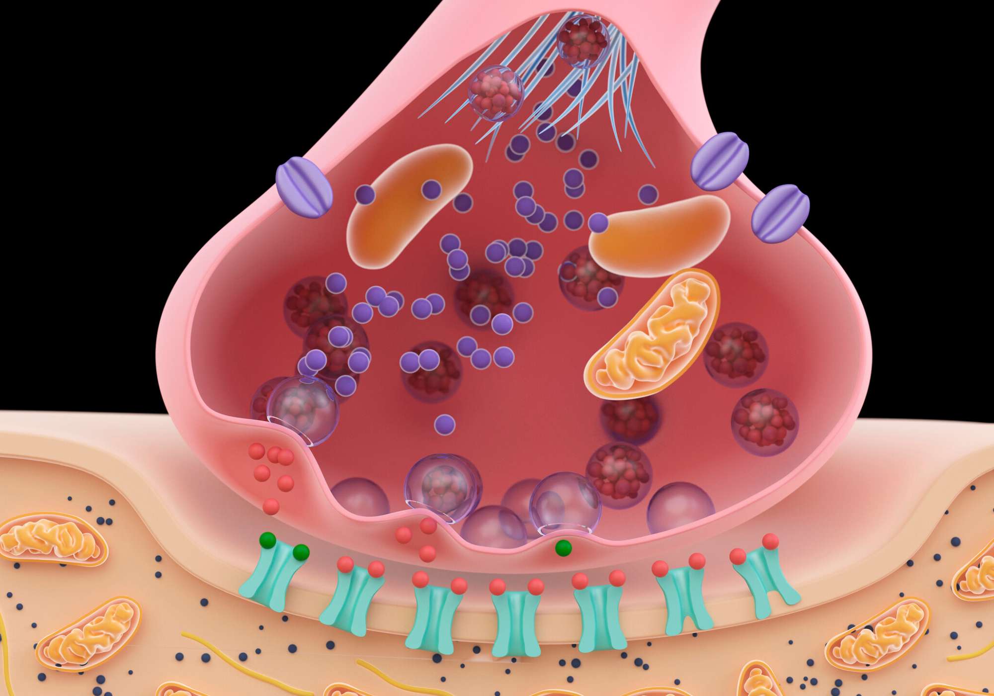 Mitochondriën - Voedingssupplementen voor energie