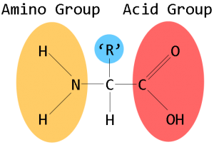 aminozuren-ergomax